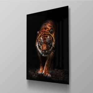 Tiger Spotlight