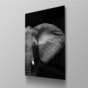 Elephant On Black