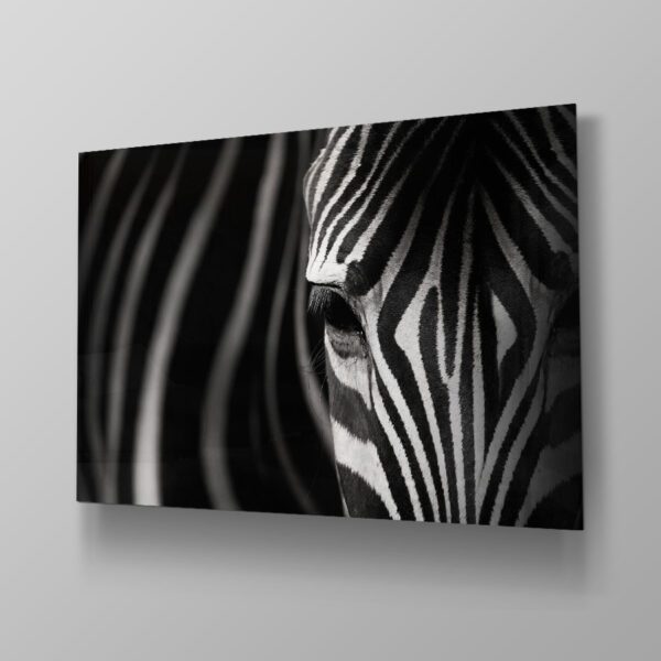 Zebra Focus