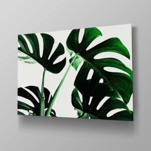 Monstera